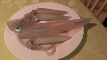 Squid! You can see the big one has recently eaten a fish